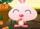 Bunny on Farm