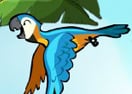 Bird Catcher