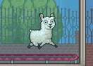 Llama in Your Face!