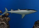 Lost Shark