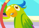 Parrot Care