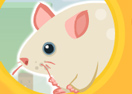 Cheese Adventure