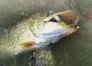 Fishing - Hunting for Trophy