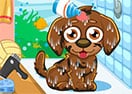 Cute Care Puppy