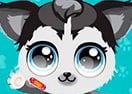 Pet Exam