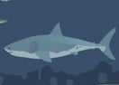 Mad Shark