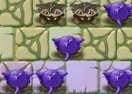 Troglodytes
