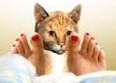 Get Toes