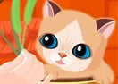 My Sweet Cat