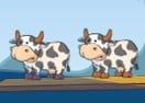 Freaky Cows