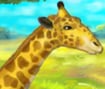 Giraffe Zoo