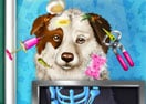 Dog Pet Rescue
