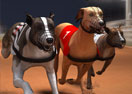 Greyhound Racing