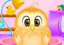 Baby Owl Care