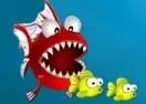Jogar Fish Crunch - Agilidade