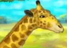 Giraffe Zoo