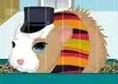 Jogar Guinea Pig Needs Owner