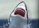 Jogar New York Shark