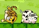 Tiger Eat Cow
